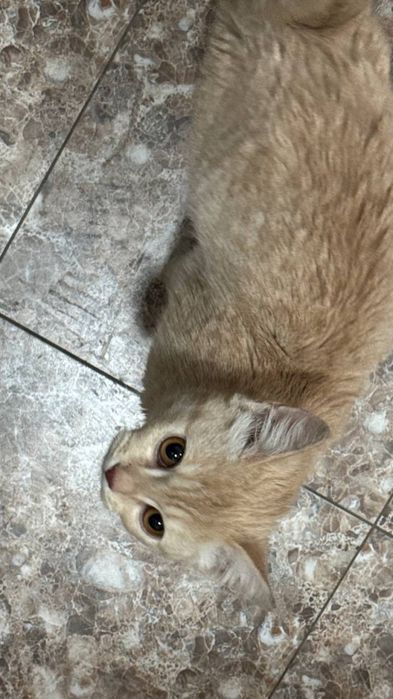 Mushuk bolasi och jigarrang