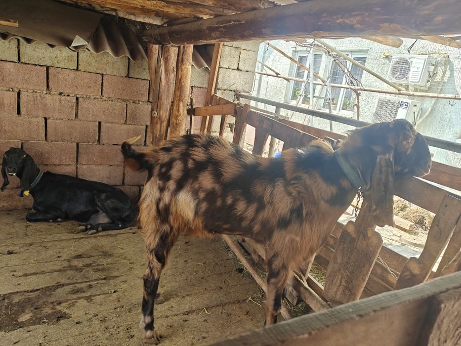 Козы камори и гулаби.