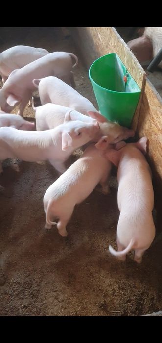 Продаются поросята