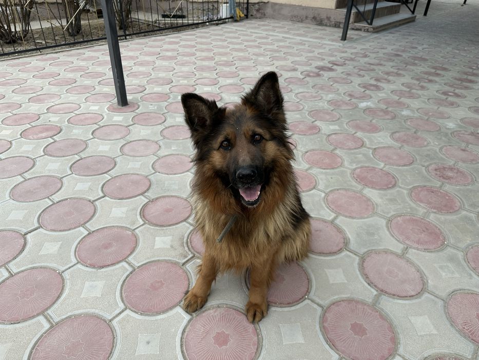 Продам немецкую овчарку