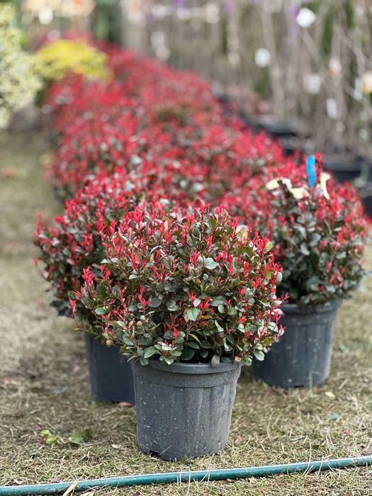 Plante Decorative pentru Spații Verzi și Curți