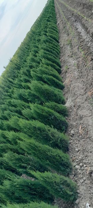 Саженцы көшет барлық түрлері бар