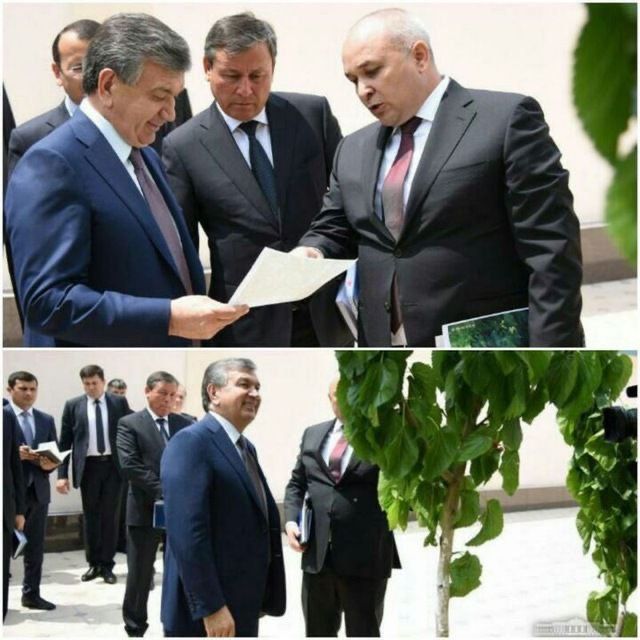 Navdor tut ko'chatlari