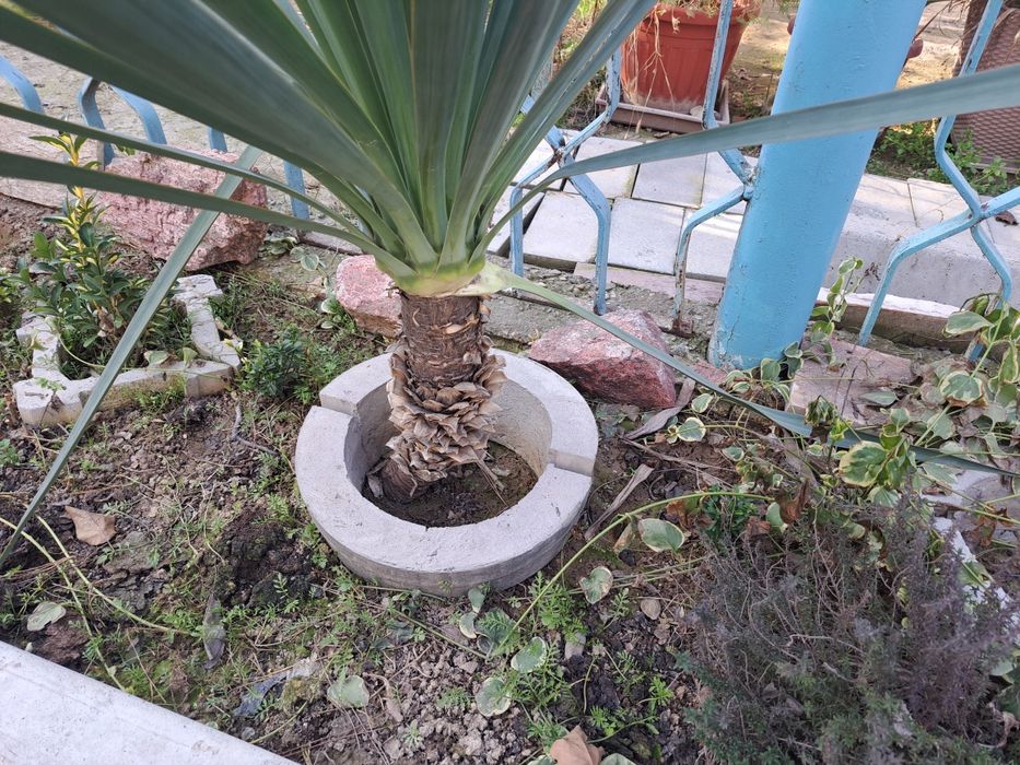 Гул ва декаратив дарахт учун