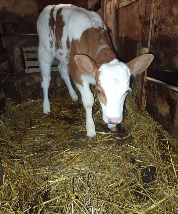 сүтті сиыр стельная бұзаумен