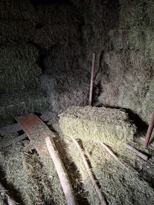 Baloti lucerna patrati