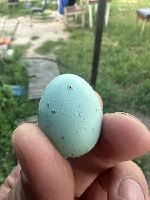 Инкубационные яйца перепелов