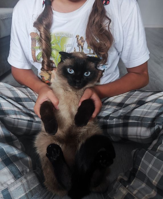 Отдам сиамского вислоухого котика