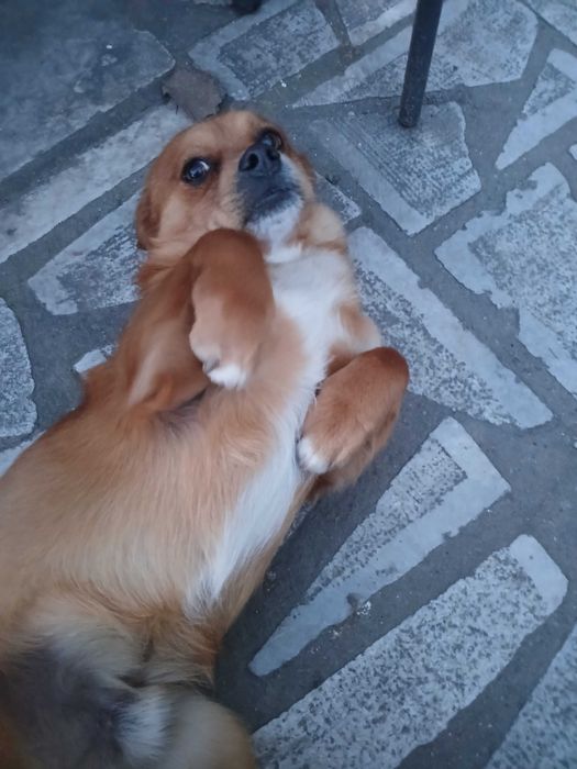 Подарявам мъжко куче