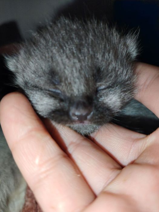 Mushuk sotiladi skotish fold juda chiroyli