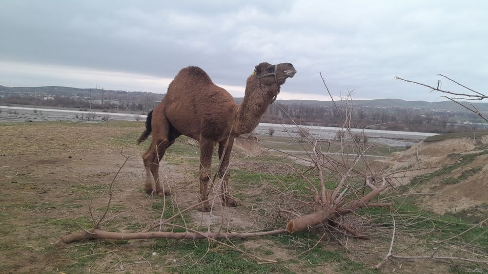 Күйеуі қарап тұрмай жатып, олар силайды.