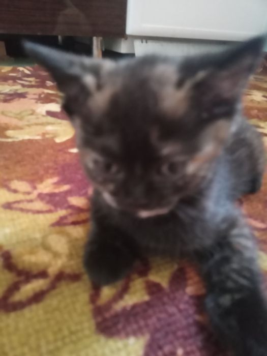 Веслоухие катята