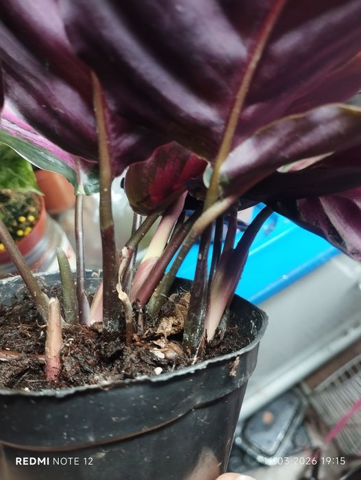 Калатея " Розепикта" Рози