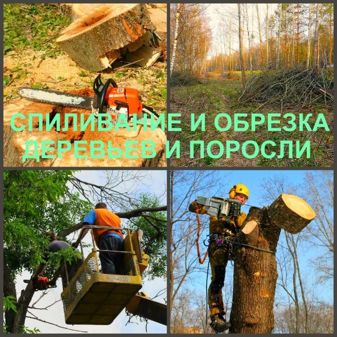 Пилим деревья бесплатно