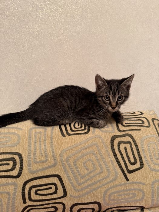 Милые, ласковые котята