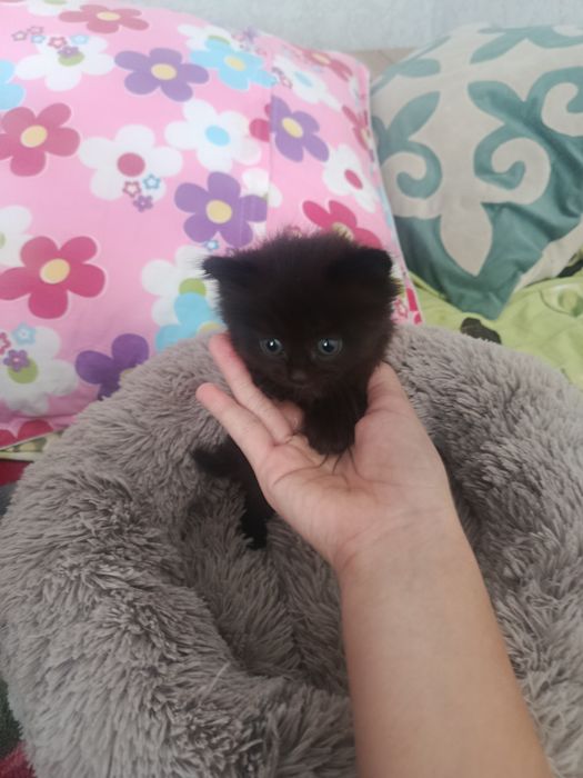 Отдаём котёнка в хорошие руки