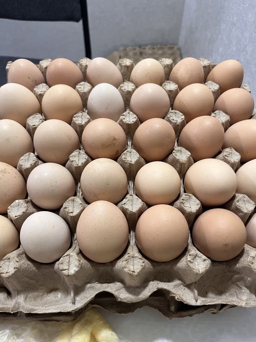 Инкубатционыи жұмыртқа