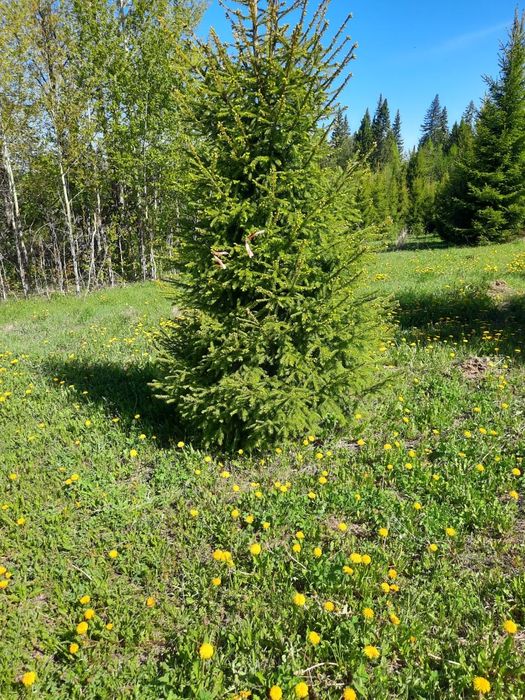 Ель голубая сибирская