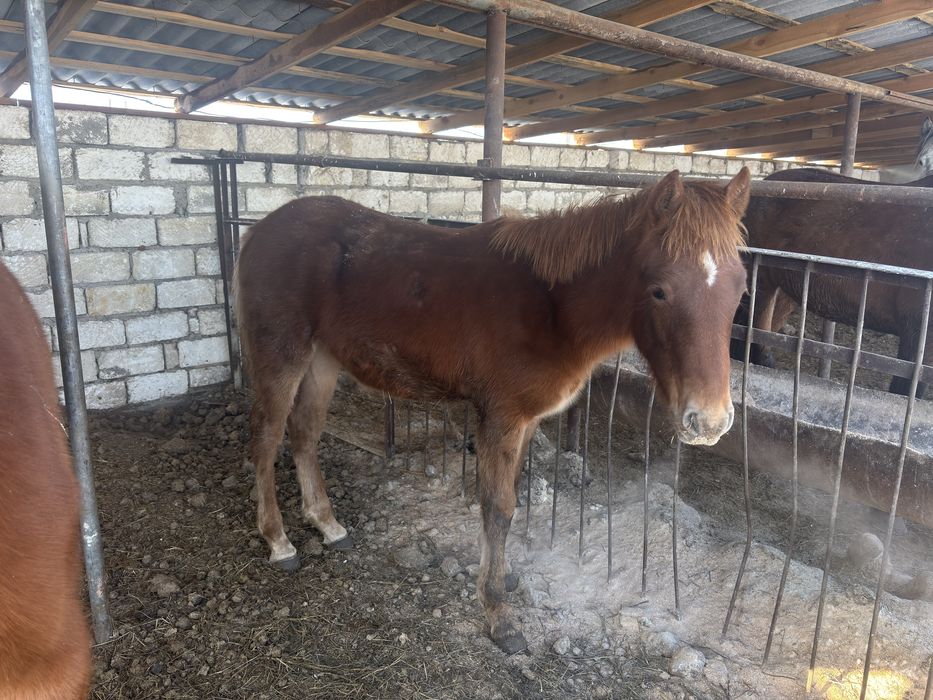 Ургашы жабагы сатылады