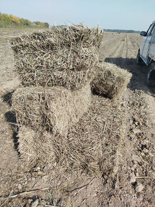 Мош пресс сотамиз