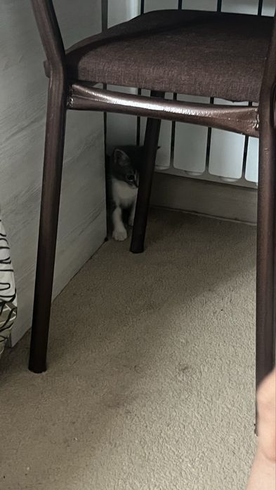 Котенок 4 мес, Ташкент, срочно