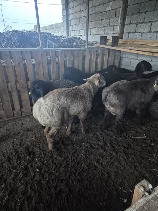 Тоқты, қошқарлар