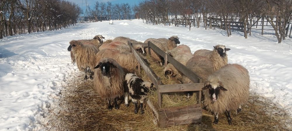 Oi tinere de vânzare.