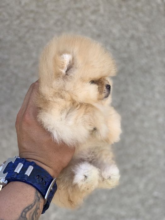 Померан мини мин