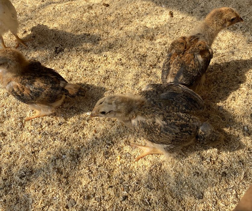 Цыплята Кучин юбилейный