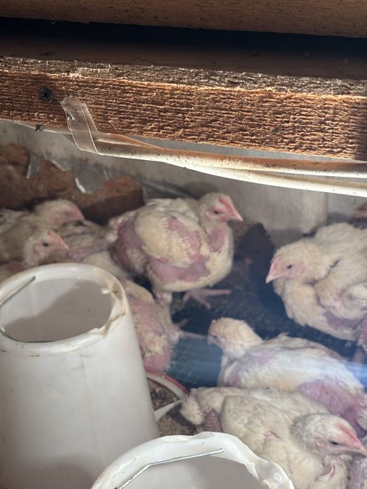 Бройлер коб500 ..