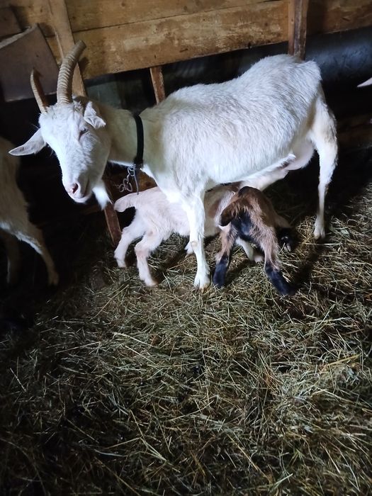 Vând 3 capre cu 5 iezi