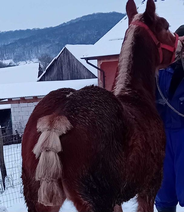 De vânzare ,mânz 7 luni.Reghin .