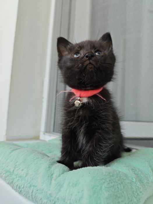 Котенок в добрые руки