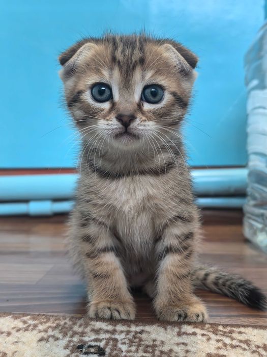 Вислоухие котята