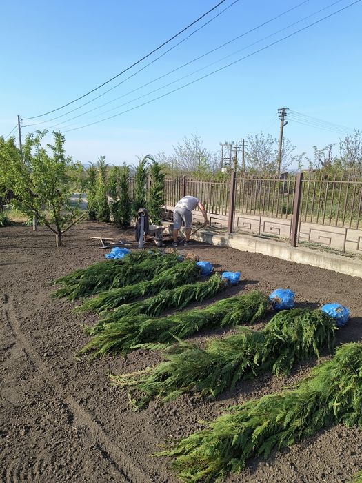 Gazon și sisteme irigații , Oferim factură și garanție