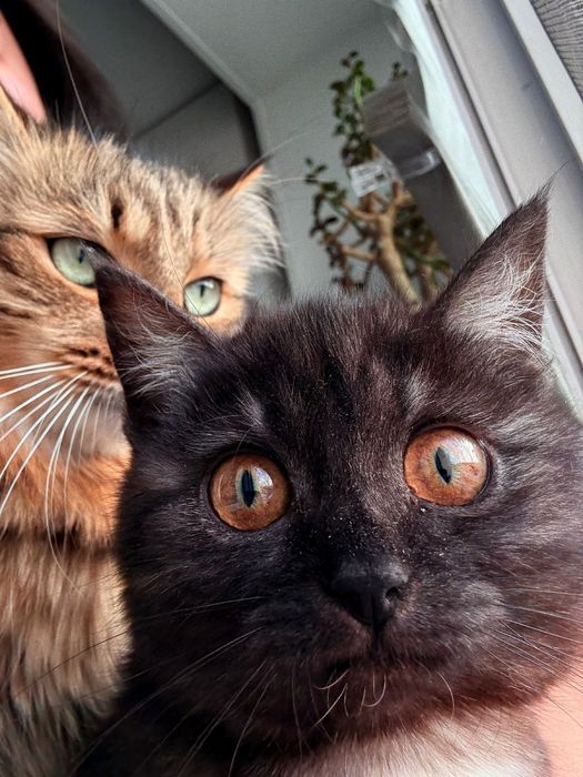 отдам в хорошие руки котенка (кошечка)