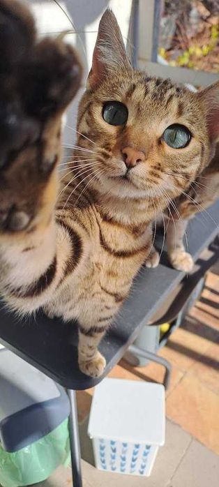 Бенгалски котета