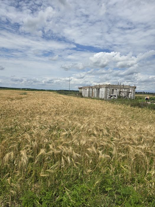 Vand teren intravilan dascalu, sat creata