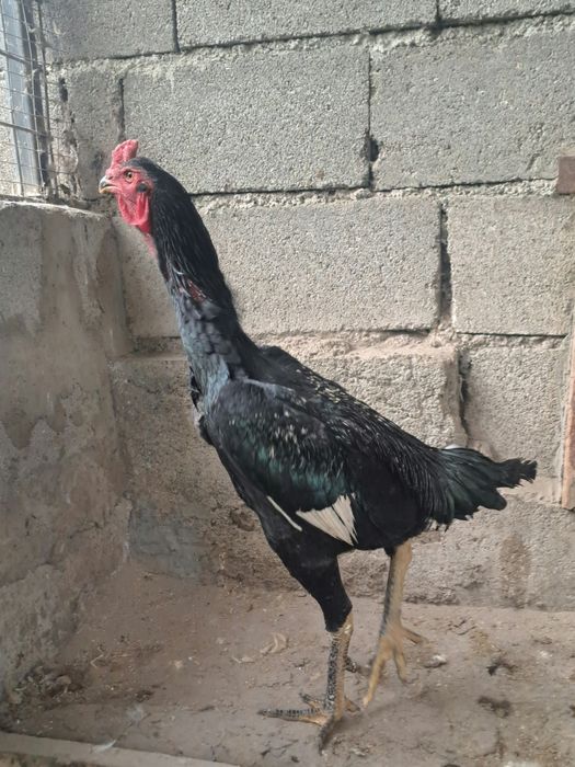 Продам Дакана. Корец