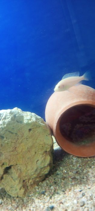 Цыхлидла сотилади срочно