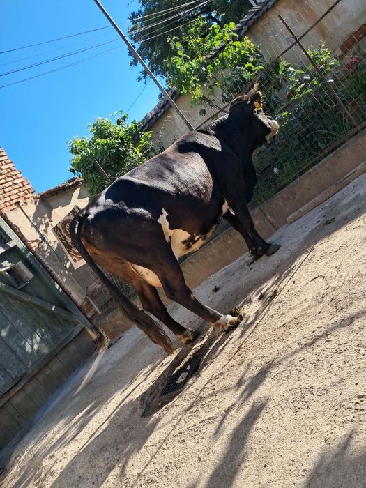 Vand vaca de abator foarte grasa