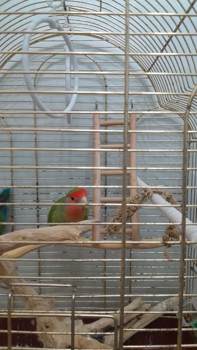 Папугай с клеткой