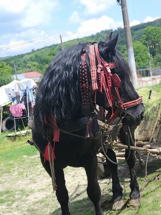 Se vinde armăsar
