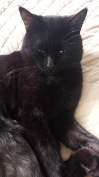 Отдам кота в хорошие руки