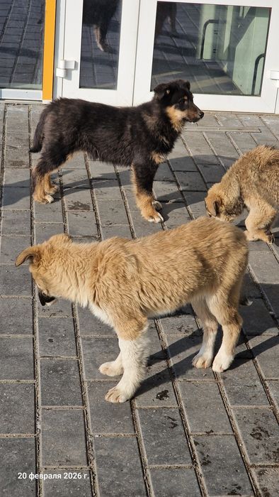 Трое щенков ищут добрых хозяев