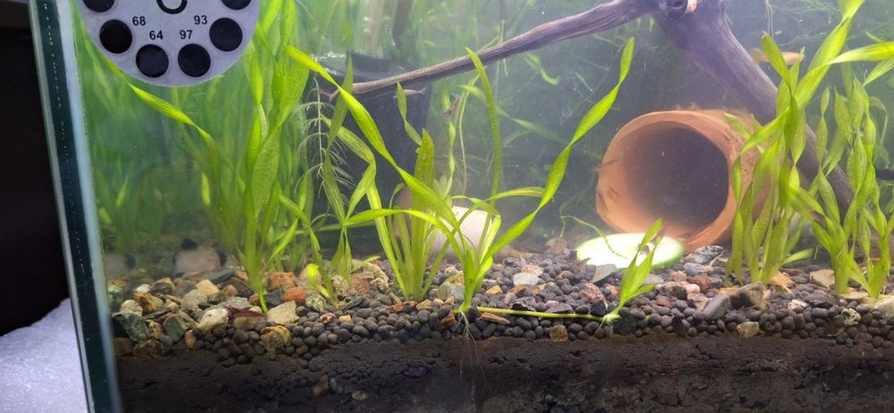 Аквариумные растения