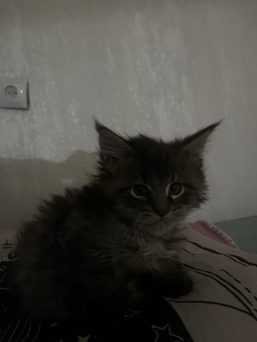 Котенок мейкун мальчик