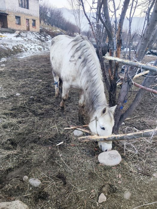 Лошади жеребые и нежеребые молодые