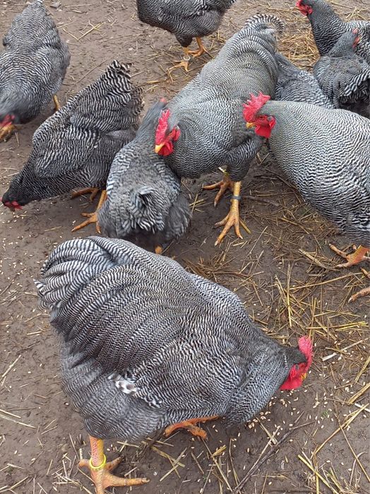 Ouă pentru incubat – Plymouth Rock Barat