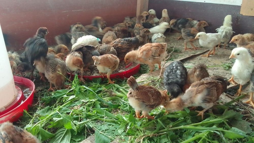 Продам, цыплят, от разных пород, домашних, курей ,